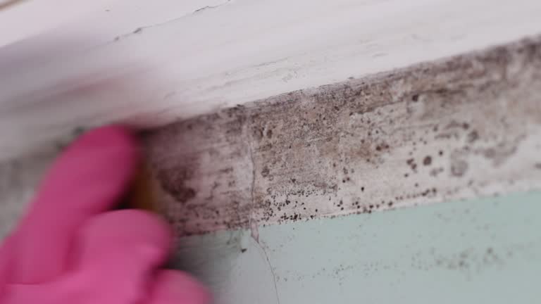 Best Mold-Related Health Consultation  in Pike Creek, DE